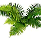 Helecho Paragua Planta Ornamental - Miniatura 1