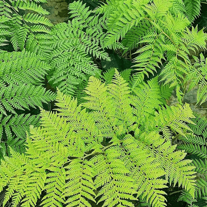 Helecho Paragua Planta Ornamental 2