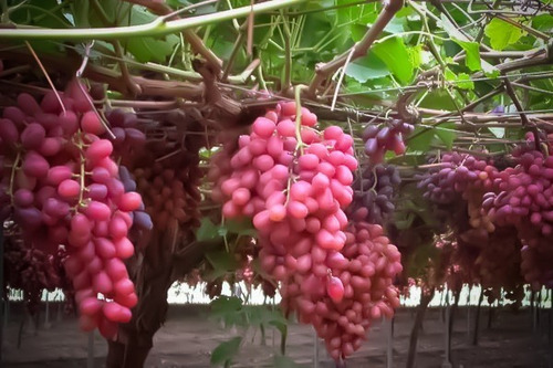 Parra De Uva Crimson Seedless Árbol Frutal Injertado 2