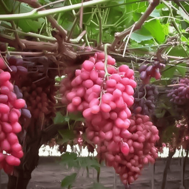 Parra De Uva Crimson Seedless Árbol Frutal Injertado 2