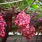 Parra De Uva Crimson Seedless Árbol Frutal Injertado - Miniatura 2