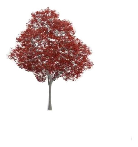 Liquidambar / Árbol / Planta Ornamental 1