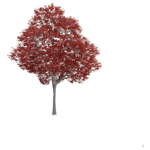 Liquidambar / Árbol / Planta Ornamental