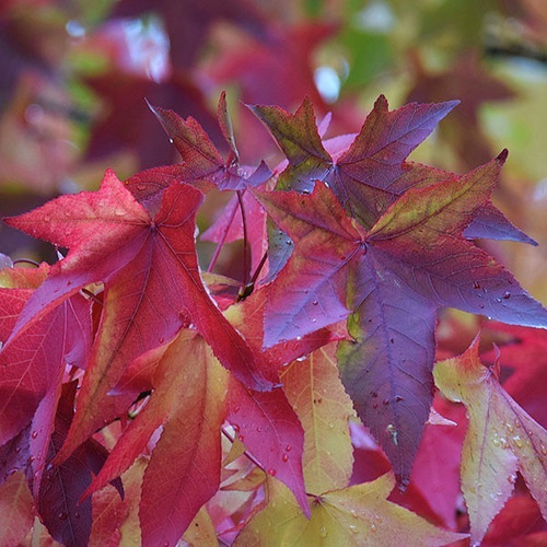 Liquidambar / Árbol / Planta Ornamental 3
