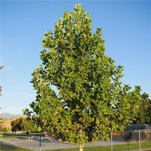 Tulipero 1,5 Mts Liriodendron Árbol Ornamental 1