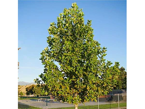 Tulipero 1,5 Mts Liriodendron Árbol Ornamental