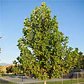 Tulipero 1,5 Mts Liriodendron Árbol Ornamental - Miniatura 1