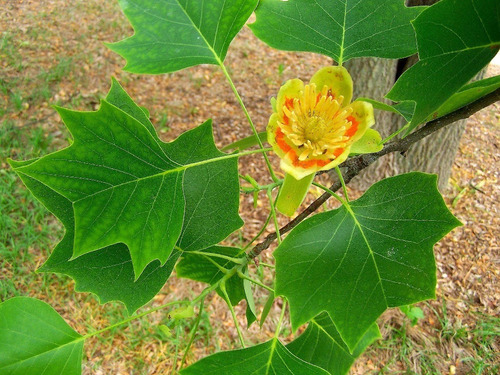 Tulipero 1,5 Mts Liriodendron Árbol Ornamental 2