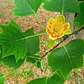 Tulipero 1,5 Mts Liriodendron Árbol Ornamental - Miniatura 2
