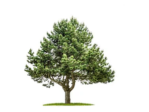 Peumo Árbol Nativo Ornamental