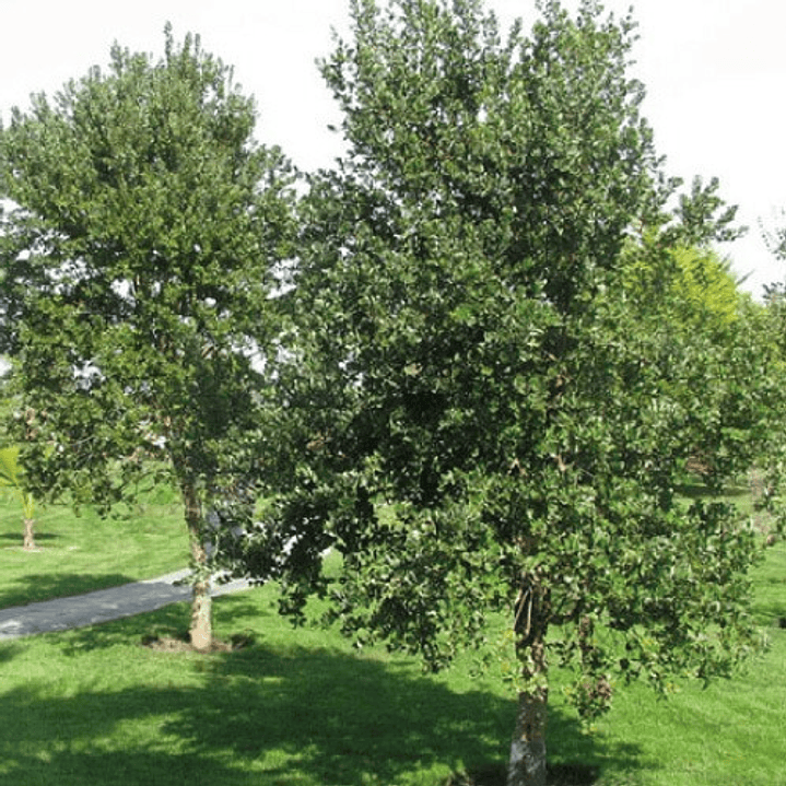 Peumo Árbol Nativo Ornamental 2