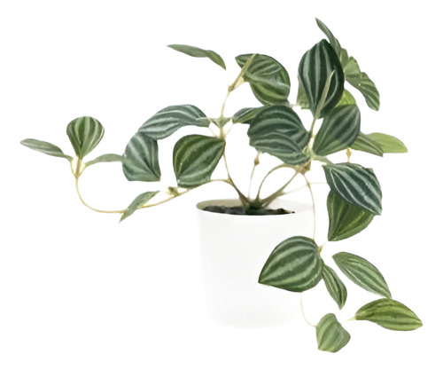 Pilea Cadierei Planta Interior Ornamental 1
