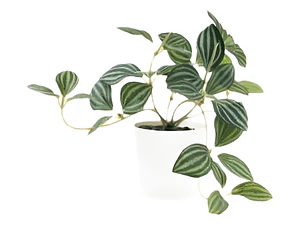 Pilea Cadierei Planta Interior Ornamental