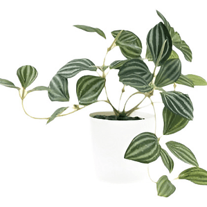 Pilea Cadierei Planta Interior Ornamental