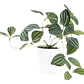 Pilea Cadierei Planta Interior Ornamental - Miniatura 1