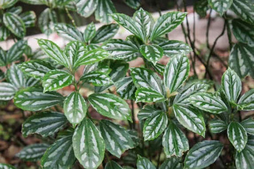 Pilea Cadierei Planta Interior Ornamental 2