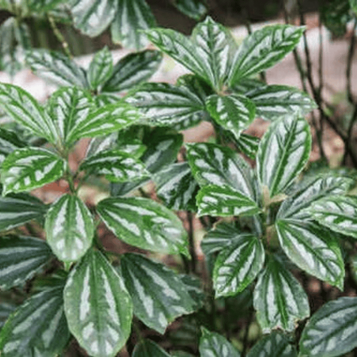 Pilea Cadierei Planta Interior Ornamental 2