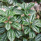 Pilea Cadierei Planta Interior Ornamental - Miniatura 2