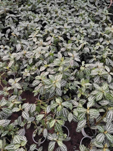 Pilea Cadierei Planta Interior Ornamental 3