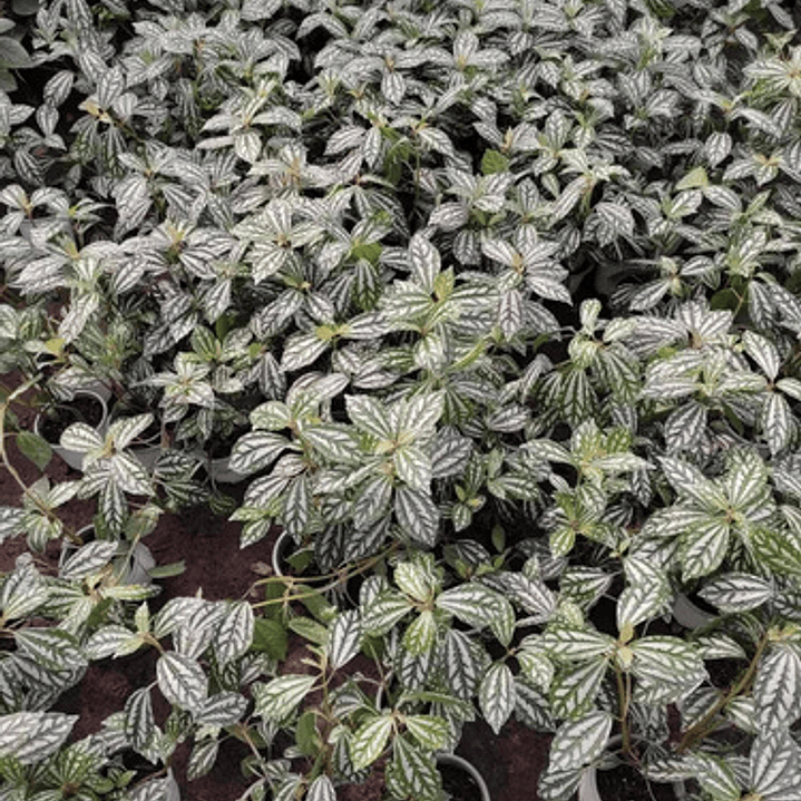 Pilea Cadierei Planta Interior Ornamental 3