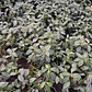 Pilea Cadierei Planta Interior Ornamental - Miniatura 3