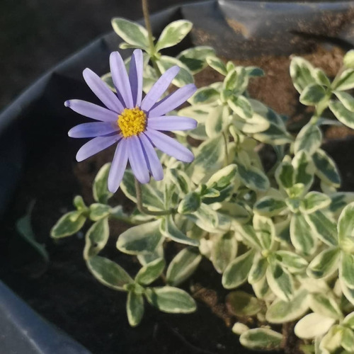 Agatea Variegada Flor Planta Ornamental Macetero 1