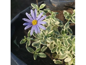 Agatea Variegada Flor Planta Ornamental Macetero