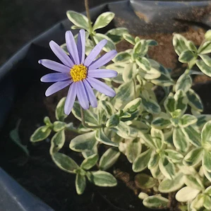 Agatea Variegada Flor Planta Ornamental Macetero