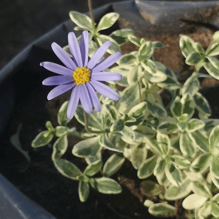 Agatea Variegada Flor Planta Ornamental Macetero 1