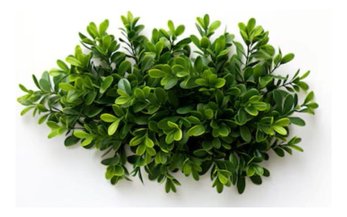 Boj Planta Ornamental 1