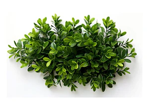 Boj Planta Ornamental
