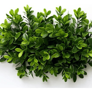 Boj Planta Ornamental