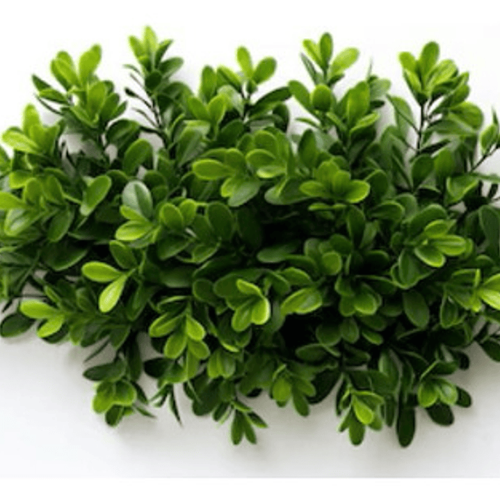 Boj Planta Ornamental 1