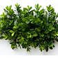 Boj Planta Ornamental - Miniatura 1