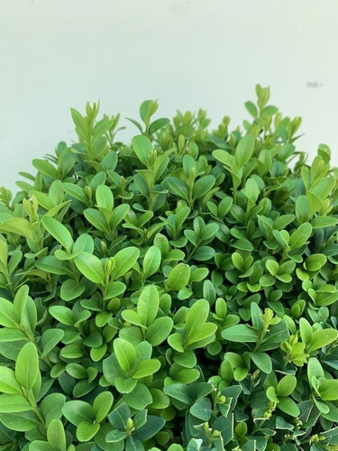 Boj Planta Ornamental 2
