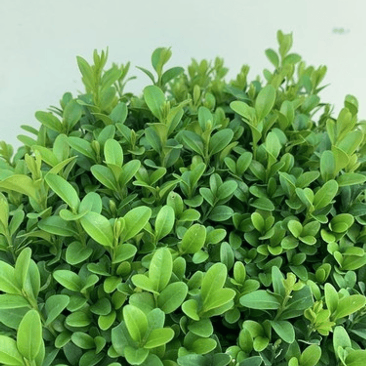 Boj Planta Ornamental 2