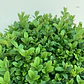 Boj Planta Ornamental - Miniatura 2