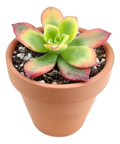 Aeonium Haworthii Suculenta Ornamental  1