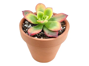 Aeonium Haworthii Suculenta Ornamental 