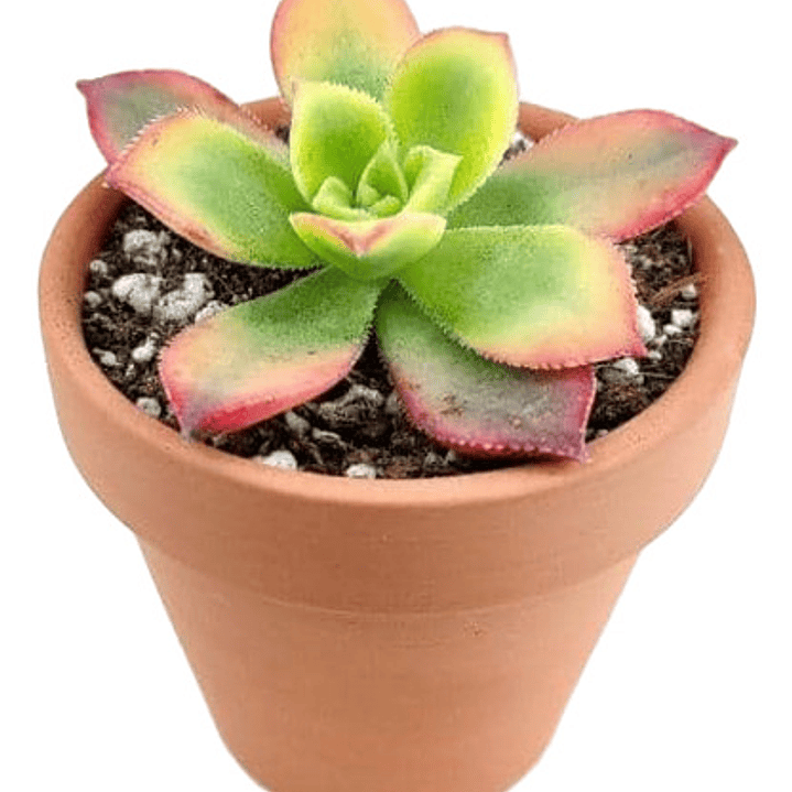 Aeonium Haworthii Suculenta Ornamental  1