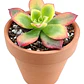 Aeonium Haworthii Suculenta Ornamental  - Miniatura 1