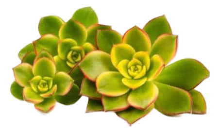 Aeonium Haworthii Suculenta Ornamental  2