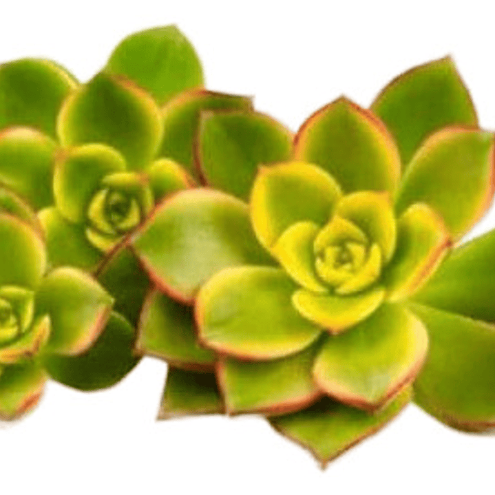 Aeonium Haworthii Suculenta Ornamental  2