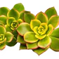 Aeonium Haworthii Suculenta Ornamental  - Miniatura 2