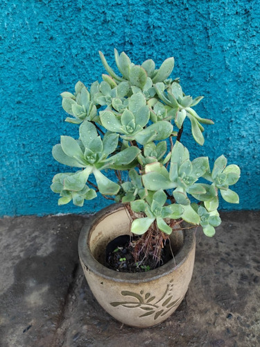 Aeonium Haworthii Suculenta Ornamental  3