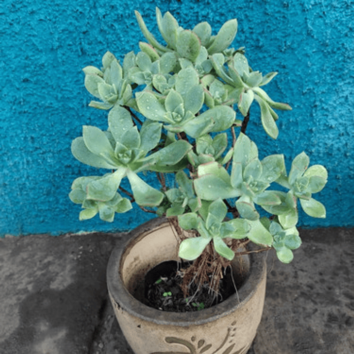 Aeonium Haworthii Suculenta Ornamental  3