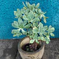 Aeonium Haworthii Suculenta Ornamental  - Miniatura 3