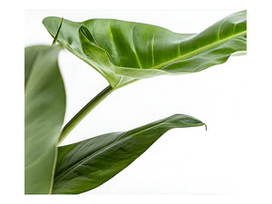 Philodendro Filodendro Longifolio S Planta Interior