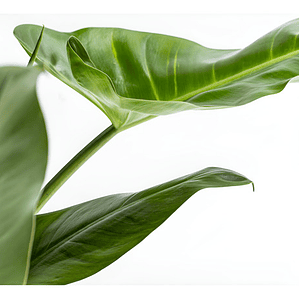 Philodendro Filodendro Longifolio S Planta Interior