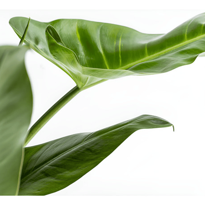 Philodendro Filodendro Longifolio S Planta Interior 1